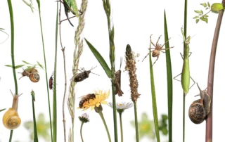 insects eating plants