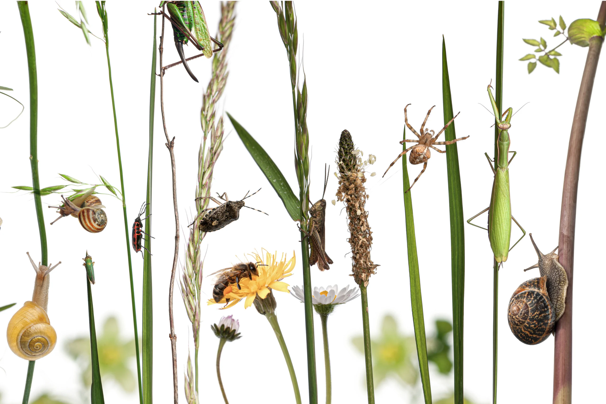 insects eating plants