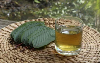 Fresh kratom leaves