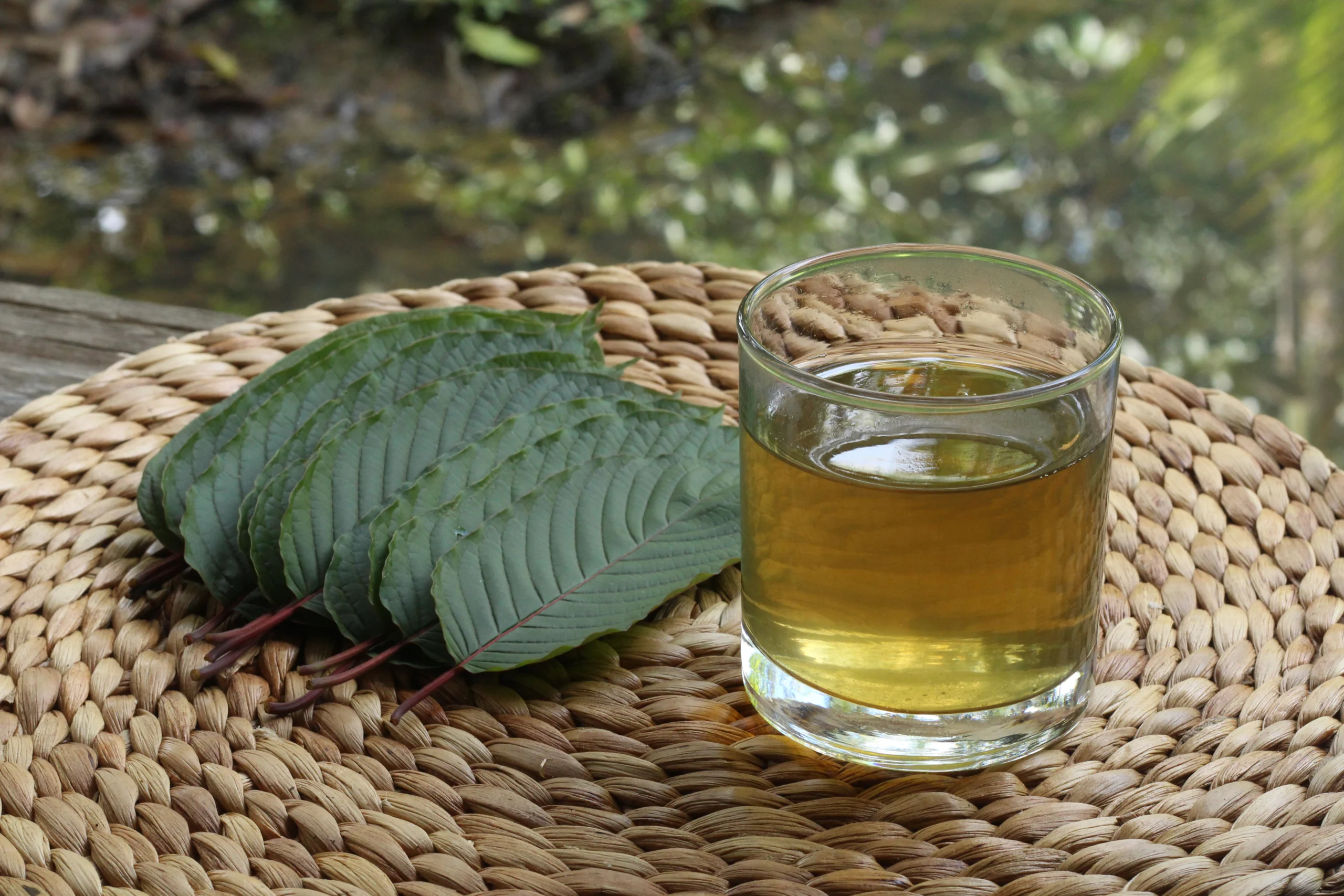 Fresh kratom leaves