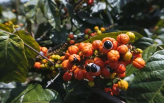 Guarana Bitterness